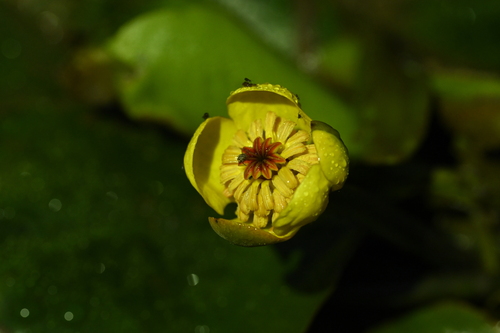 Least water-lily (Nuphar pumila)