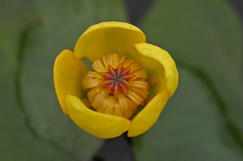 Least water-lily (Nuphar pumila)