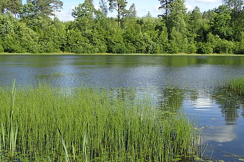 Least water-lily: Nuphar pumila and Equisetum fluviatile in small lake 1 km SE from Dąbrówka Wielka, Łęczyce Commune, N Poland