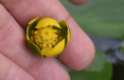 Least water-lily (Nuphar pumila)