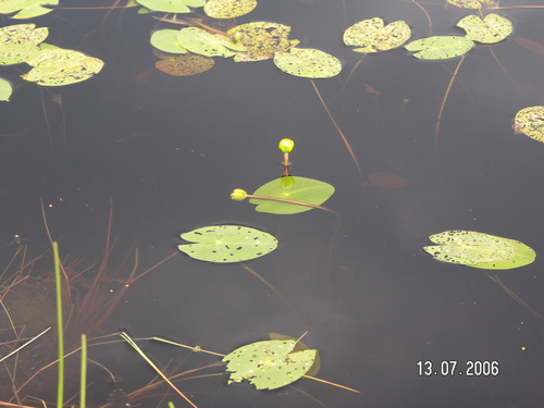 Least water-lily (Nuphar pumila)