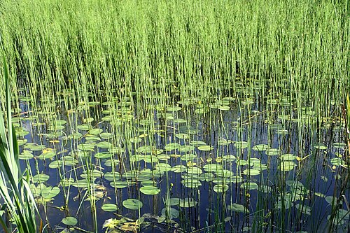 Least water-lily: Nuphar pumila and Equisetum fluviatile in small lake 1 km SE from Dąbrówka Wielka, Łęczyce Commune, N Poland