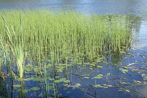 Least water-lily: Nuphar pumila and Equisetum fluviatile in small lake 1 km SE from Dąbrówka Wielka, Łęczyce Commune, N Poland