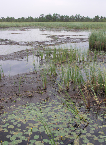 Least water-lily (Nuphar pumila)