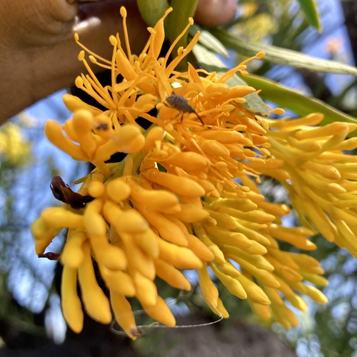 Christmas tree (Nuytsia floribunda)
