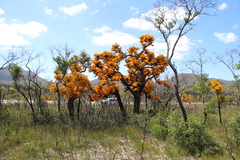Christmas tree (Nuytsia floribunda)