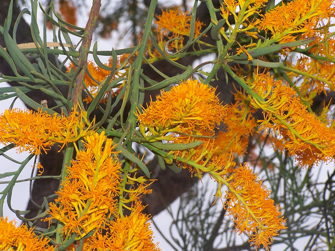Christmas tree: Perth The Western Australian Christmas tree ( Nuytsia floribunda ) is a parasitic tree found in Western Australia. It is known for its bright yellow flowers aro