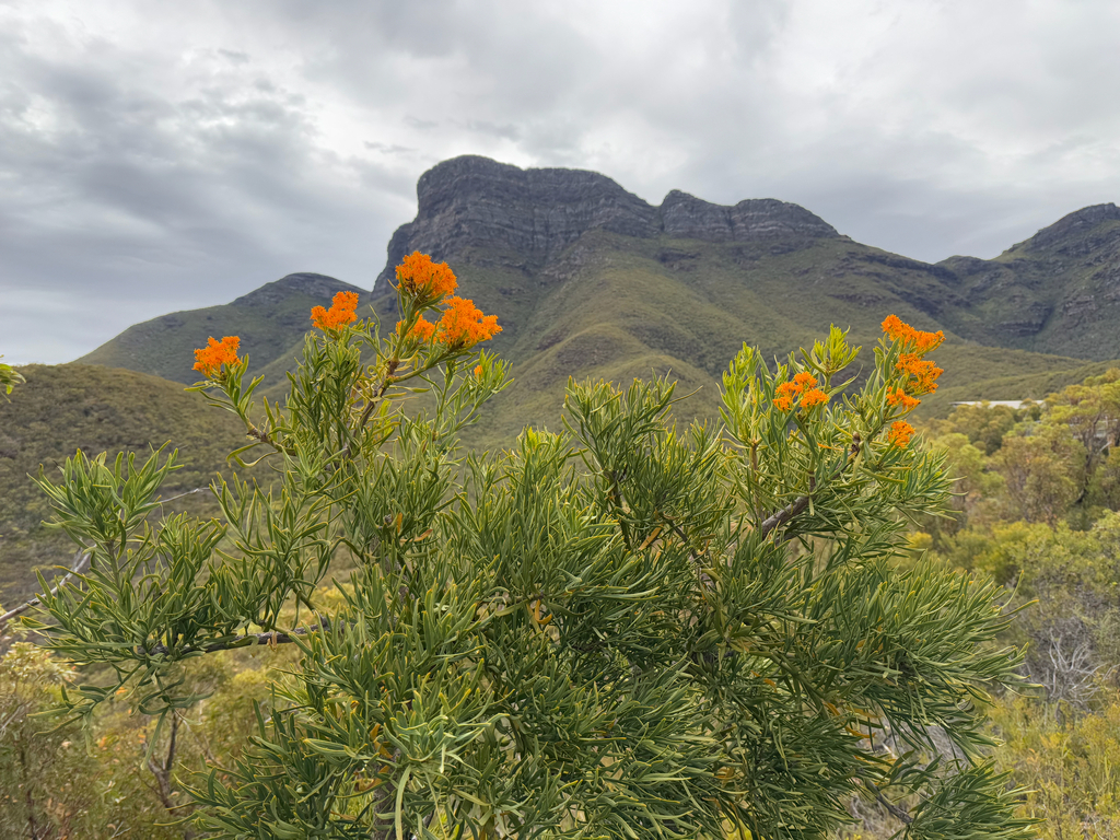 Christmas tree (Nuytsia floribunda)