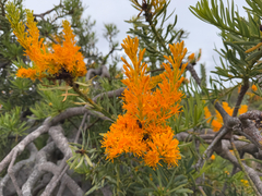 Christmas tree (Nuytsia floribunda)