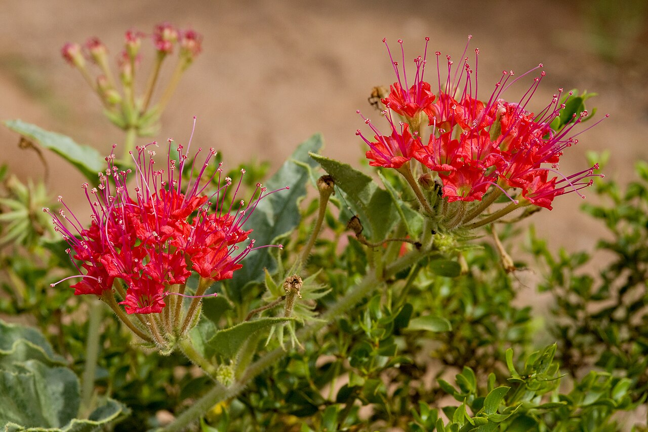 Devil's bouquet: Nyctaginia capitata , south of the Cedar Mountains near Wamels Draw, south side of NM Hwy. 9, 31.812 -108.114, Luna County, New Mexico, 22 Sep 2014.