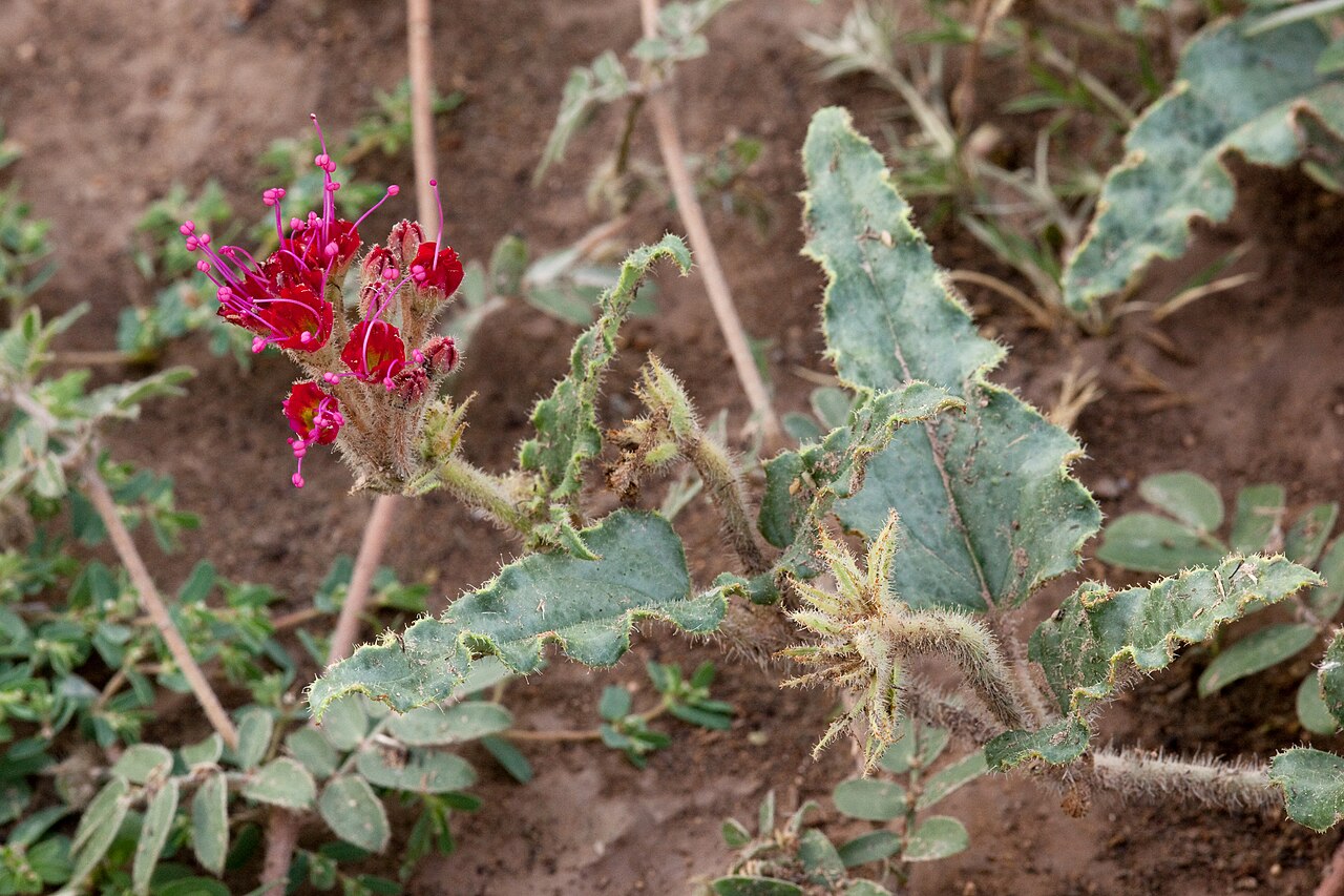 Devil's bouquet: Nyctaginia capitata , Otero Mesa 12 miles north of Flat Top Mountain, 32.2131 -105.5631, Otero County, New Mexico, 20 Aug 2013.