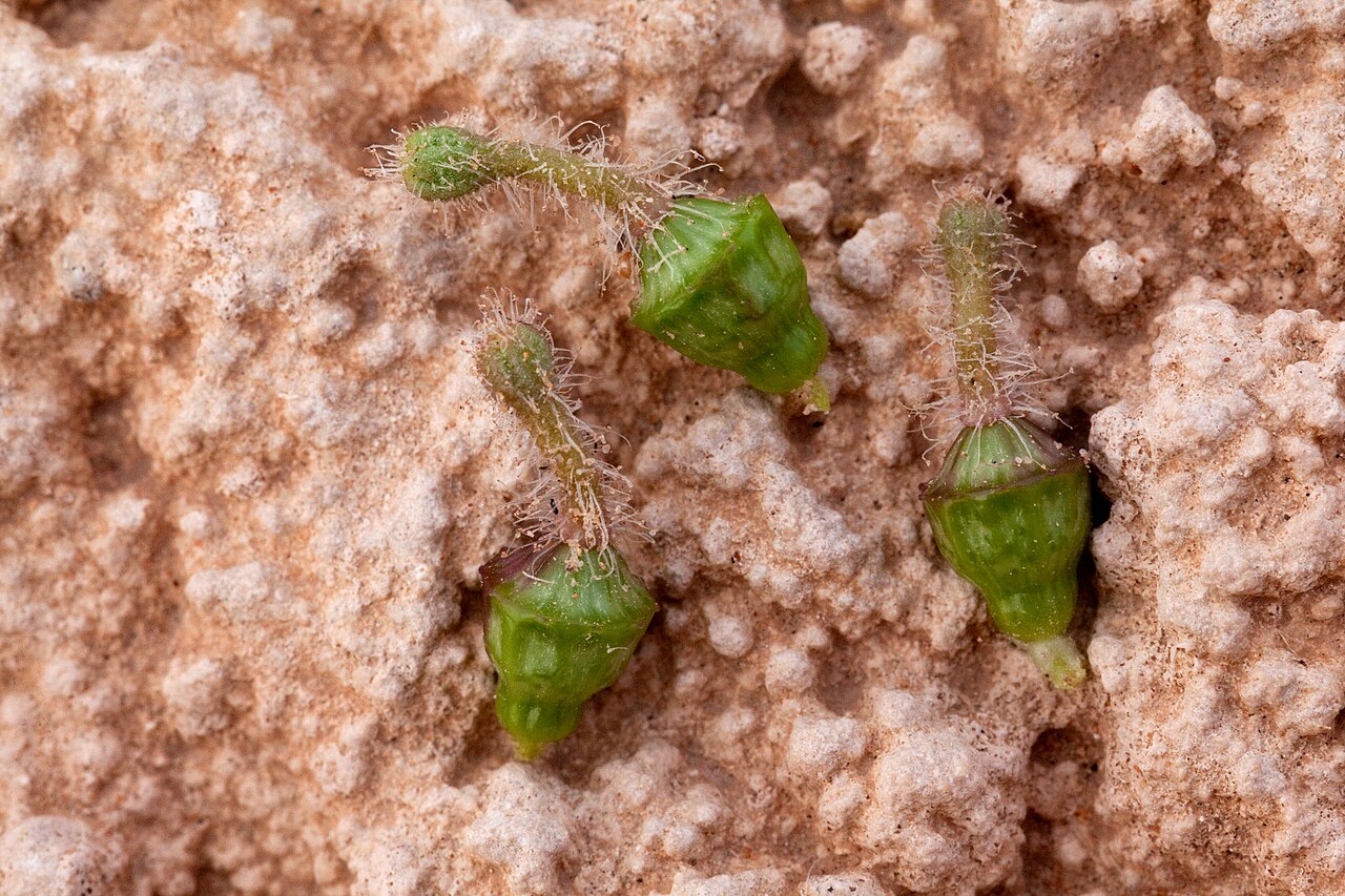 Devil's bouquet: Nyctaginia capitata , Otero Mesa 12 miles north of Flat Top Mountain, 32.2131 -105.5631, Otero County, New Mexico, 20 Aug 2013.
