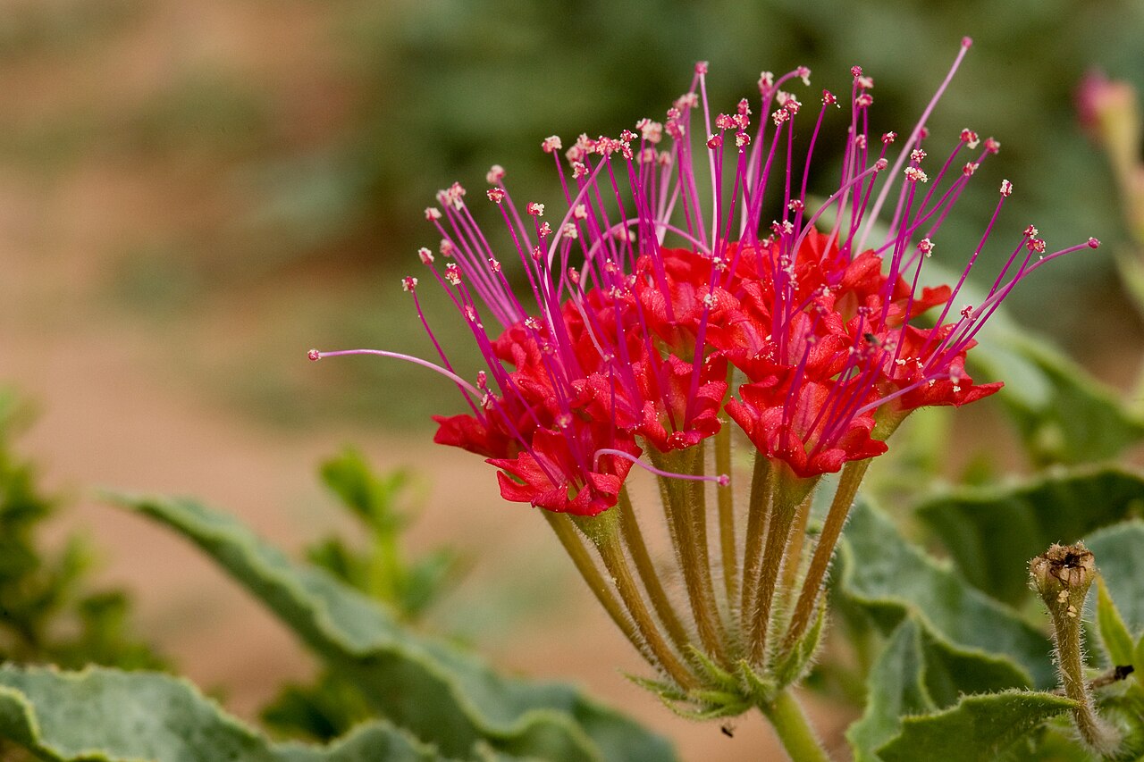 Devil's bouquet: Nyctaginia capitata , south of the Cedar Mountains near Wamels Draw, south side of NM Hwy. 9, 31.812 -108.114, Luna County, New Mexico, 22 Sep 2014.