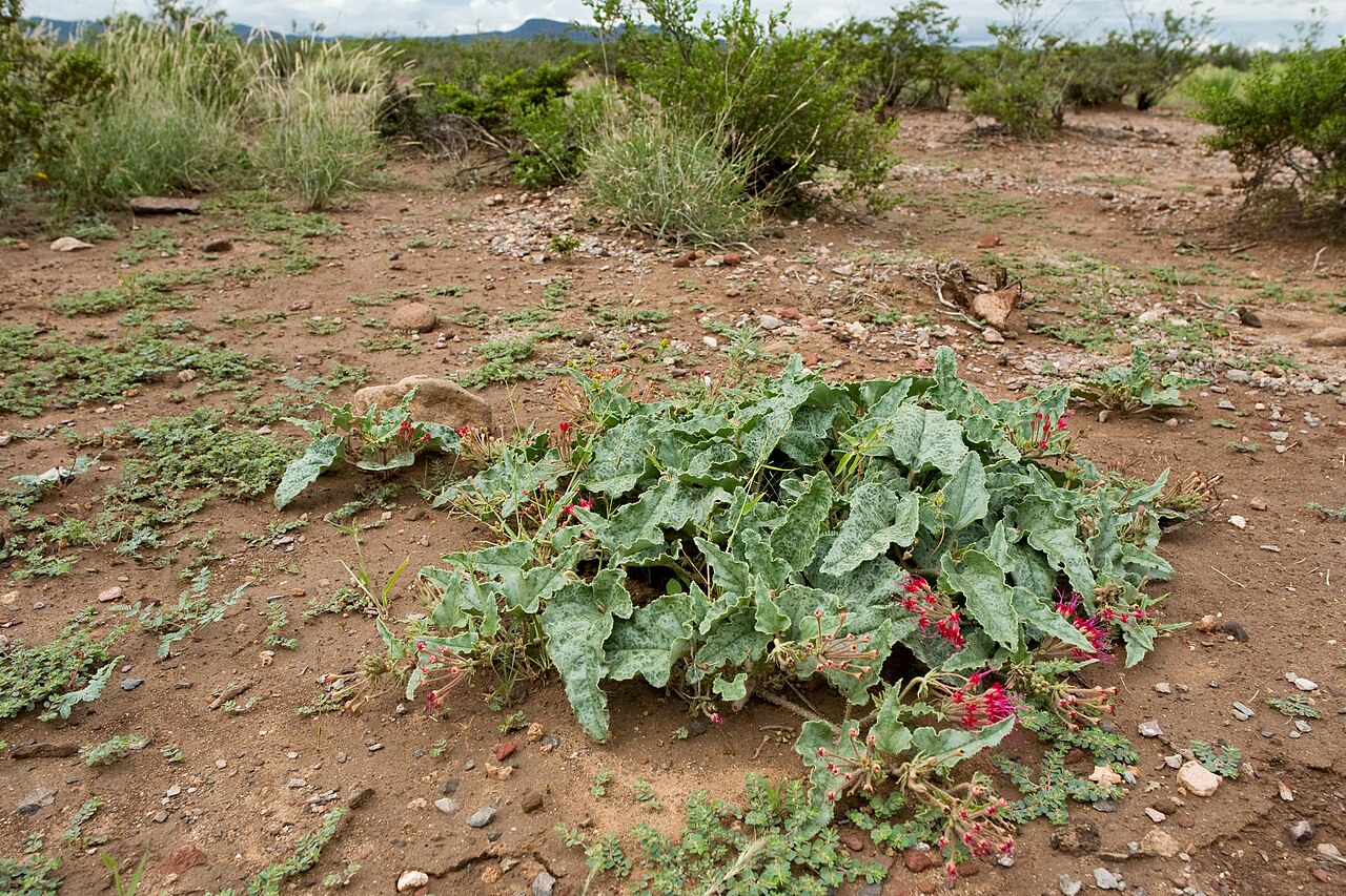 Devil's bouquet: Nyctaginia capitata , south of the Cedar Mountains near Wamels Draw, south side of NM Hwy. 9, 31.822 -108.096, Luna County, New Mexico, 22 Sep 2014.