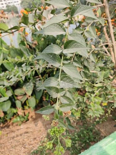 Melancholy tree (Nyctanthes arbor-tristis)