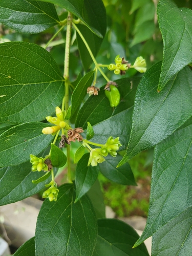Melancholy tree (Nyctanthes arbor-tristis)