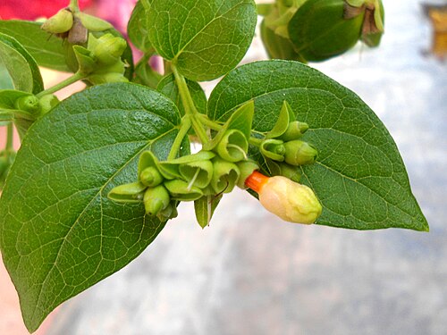 Melancholy tree: Nyctanthes arbor-tristis flower buds at Madhurawada in Visakhapatnam