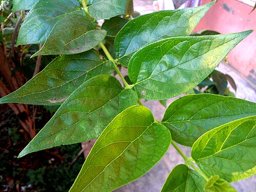 Melancholy tree: Nyctanthes arbor-tristis flower buds at Madhurawada in Visakhapatnam