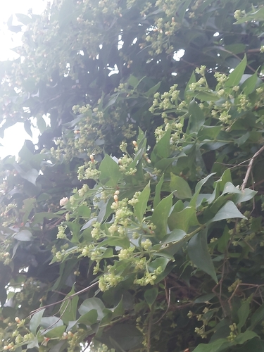 Melancholy tree (Nyctanthes arbor-tristis)