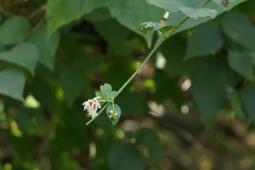 Melancholy tree (Nyctanthes arbor-tristis)