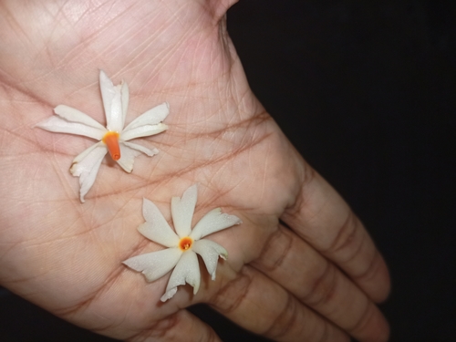 Melancholy tree (Nyctanthes arbor-tristis)