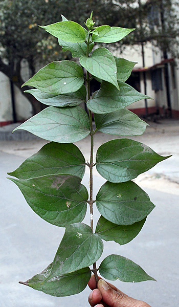 Melancholy tree: Leaves of the Harshingar or Parijat plant ( Nyctanthes arbor-tristis ) in Kolkata , West Bengal , India.