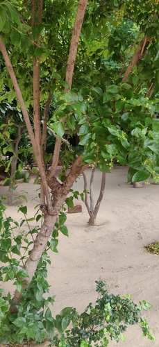 Melancholy tree (Nyctanthes arbor-tristis)