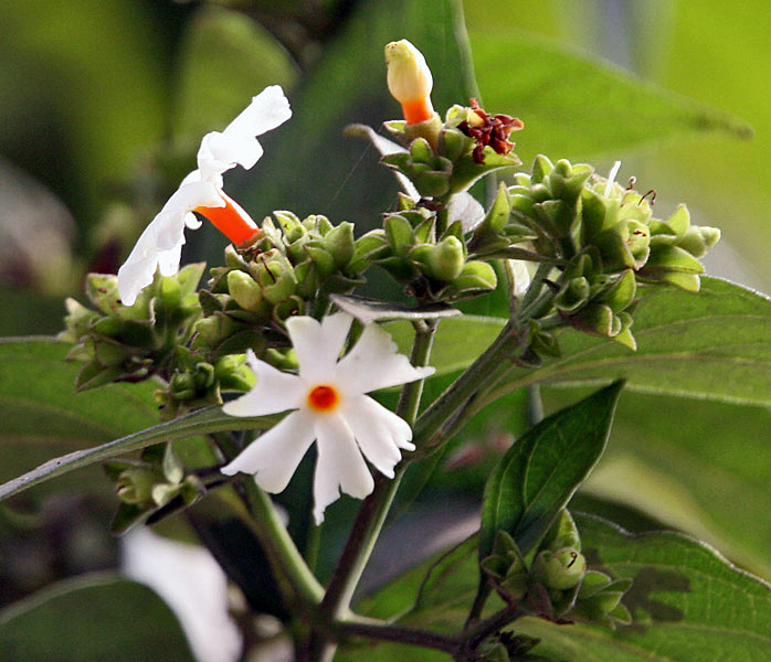 Melancholy tree: Harshingar or Parijat Nyctanthes arbor-tristis in Kolkata , West Bengal ,Gang Siuli in Odisha, India , Siuli in Assam, India .