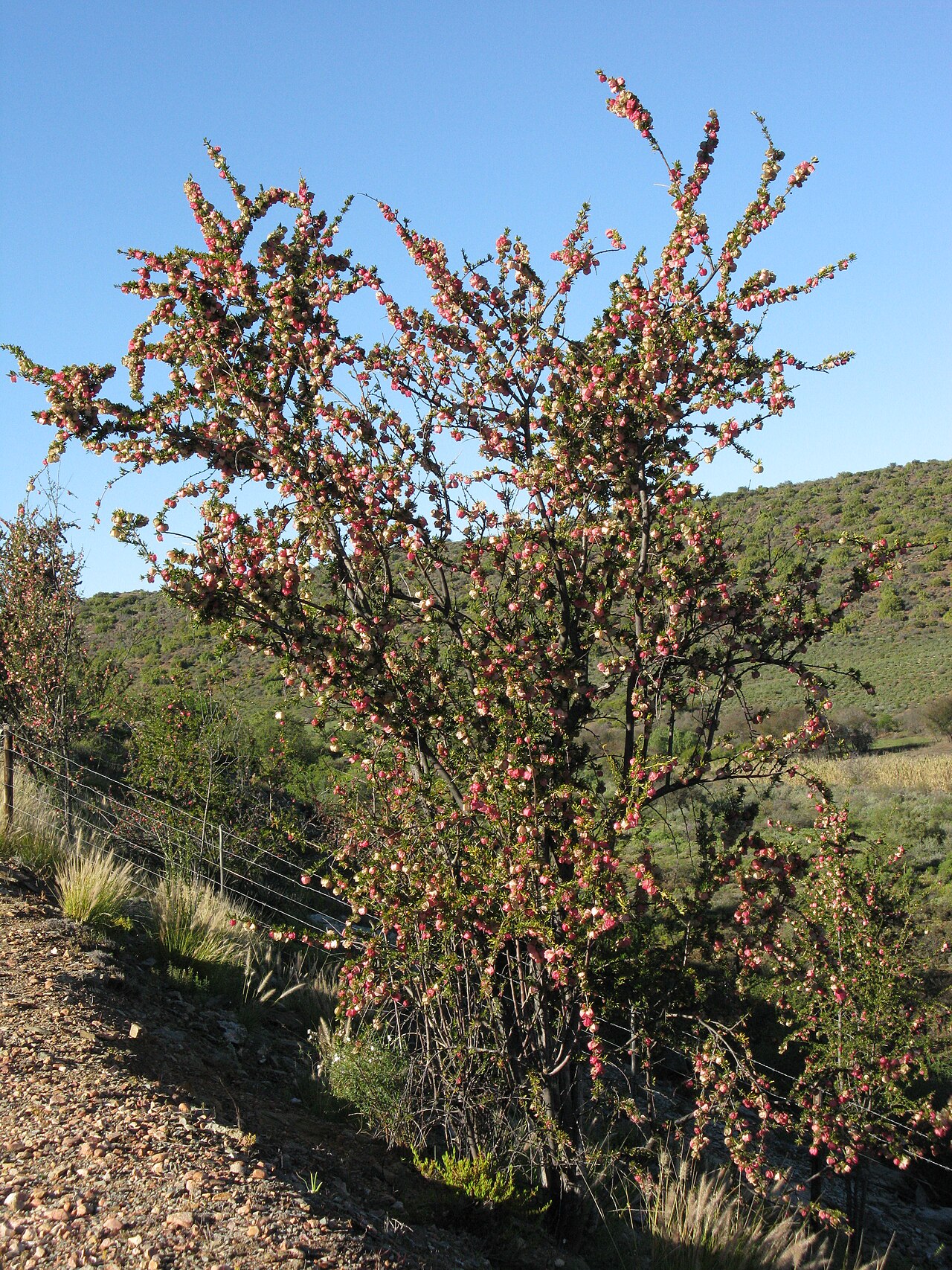 Cape aitonia: Nymania capensis Good specimen beside road South of Oudtshoorn, South Africa. It is past flowering; the red objects are unripe seed capsules