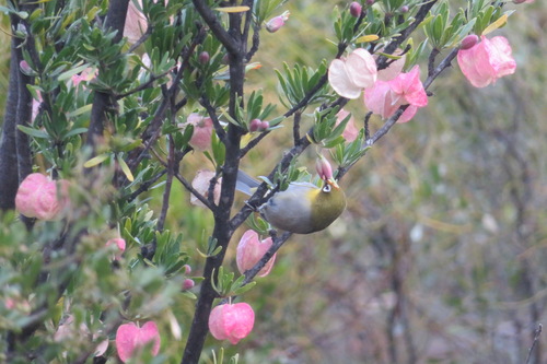 Cape aitonia (Nymania capensis)