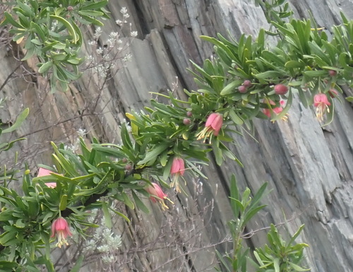 Cape aitonia (Nymania capensis)