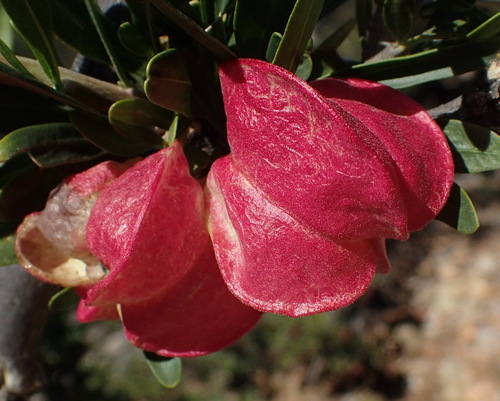 Cape aitonia (Nymania capensis)