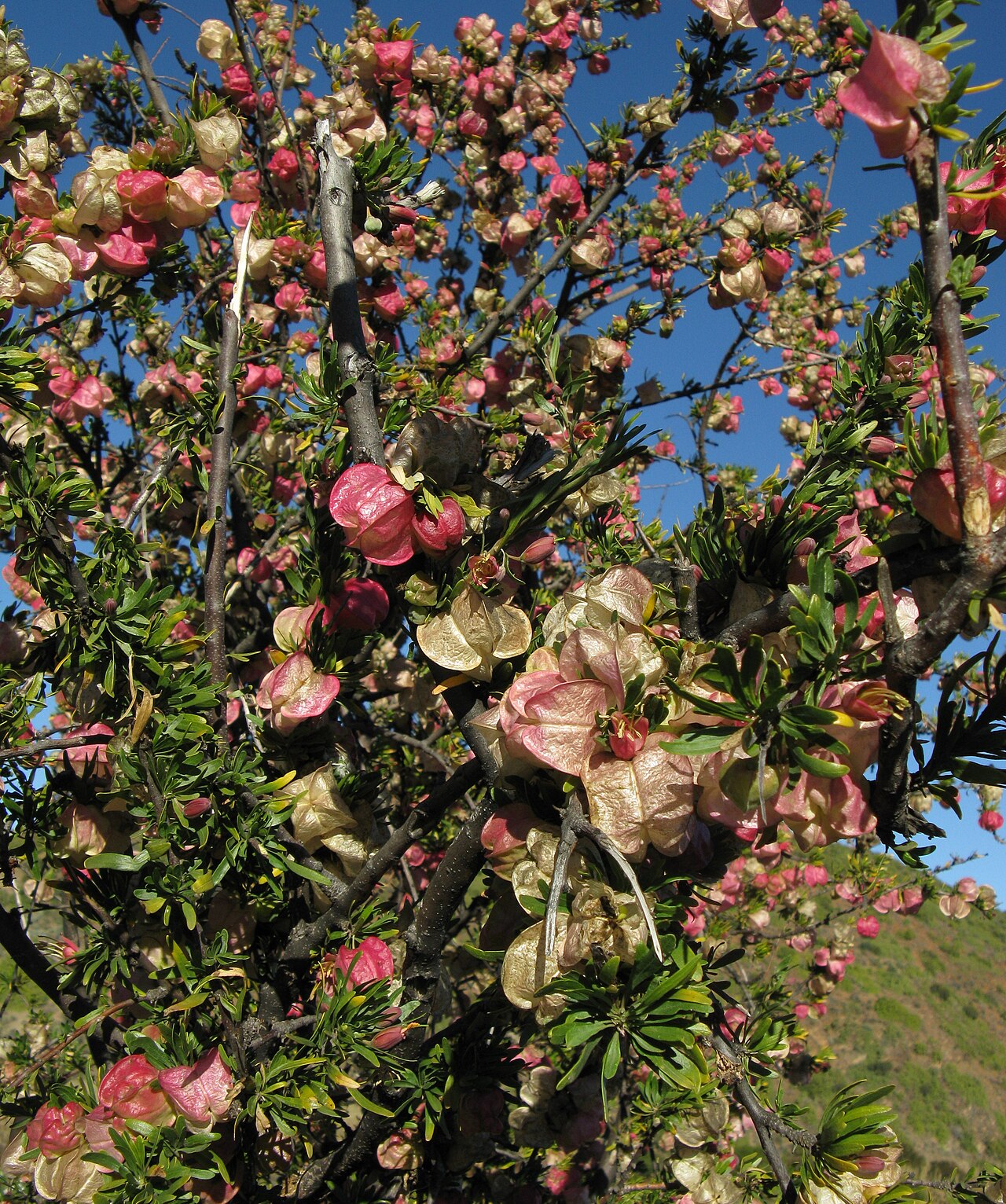 Cape aitonia: Nymania capensis Good specimen South of Oudtshoorn, South Africa. Ripe and unripe (red) seed capsules