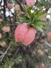 Cape aitonia (Nymania capensis)