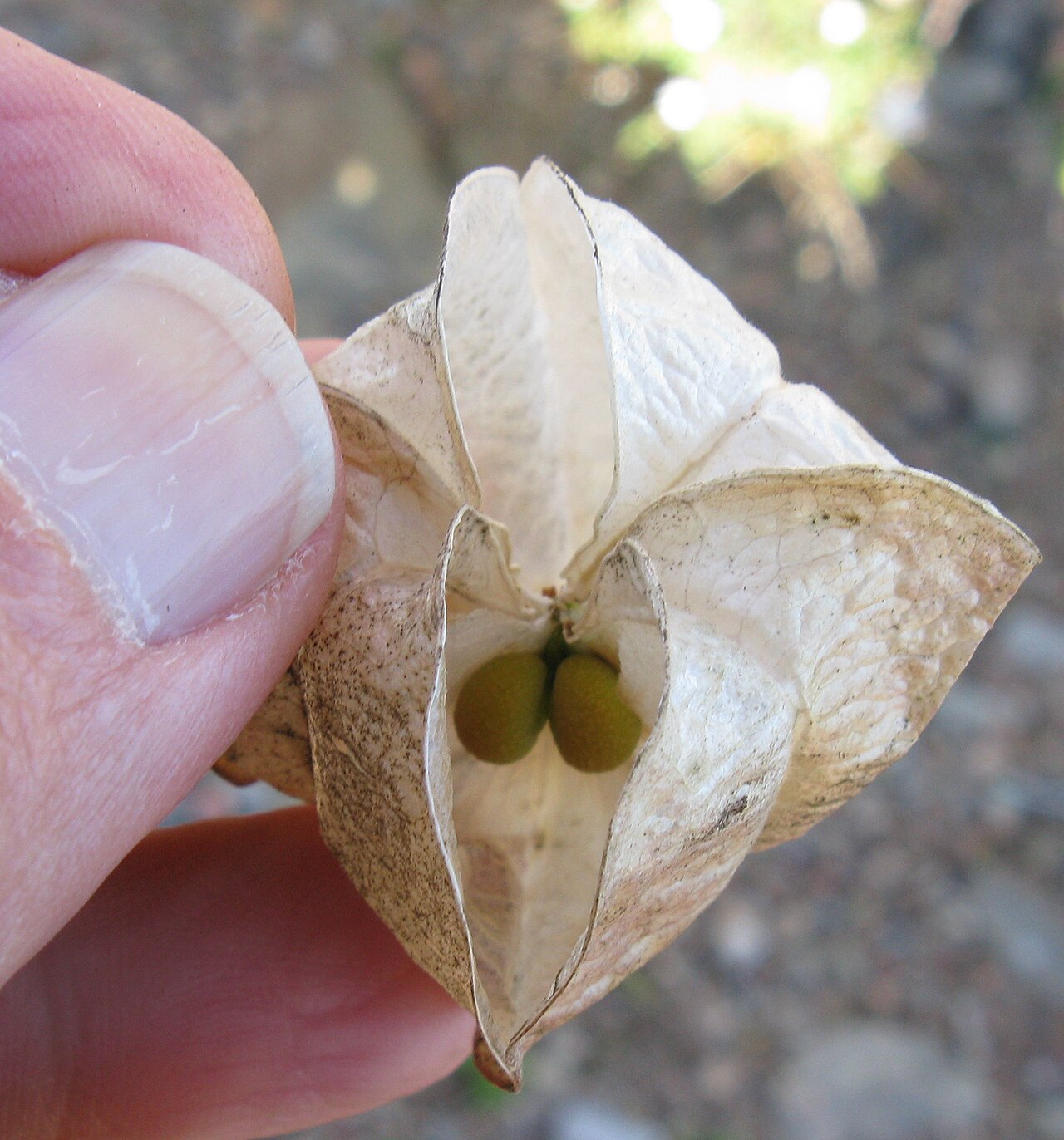 Cape aitonia: Nymania capensis Seed capsule, showing paired seeds in one locule, nearly ripe. Fully ripe seeds would be brown to black.
