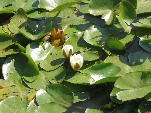 European white waterlily (Nymphaea alba)