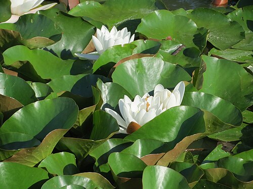 European white waterlily: Weiße Seerose ( Nymphaea alba ) im Landesgartenschaupark Hockenheim