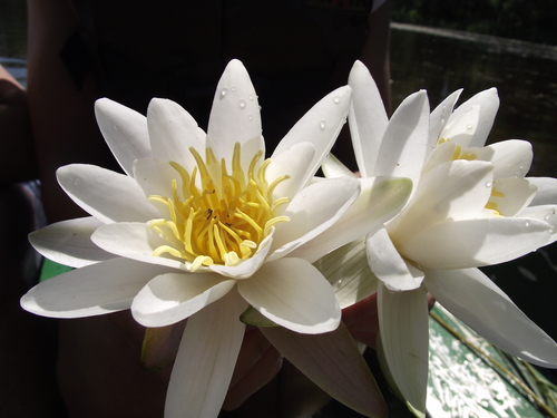 European white waterlily (Nymphaea alba)