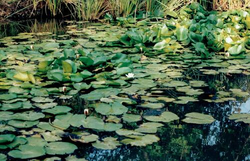 European white waterlily (Nymphaea alba)