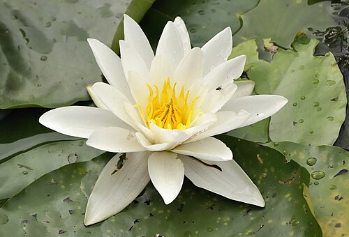 European white waterlily: Picture taken in Duisburg during summer meetup . nymphaea alba .