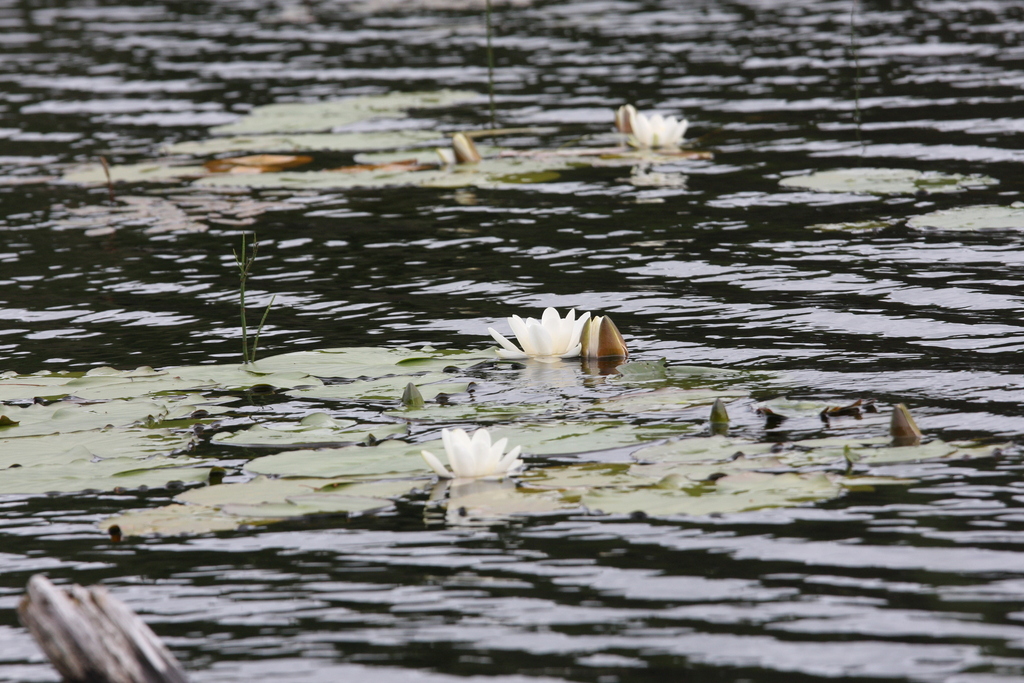 European white waterlily (Nymphaea alba)