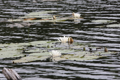 European white waterlily (Nymphaea alba)