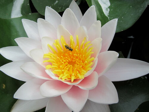 European white waterlily (Nymphaea alba)