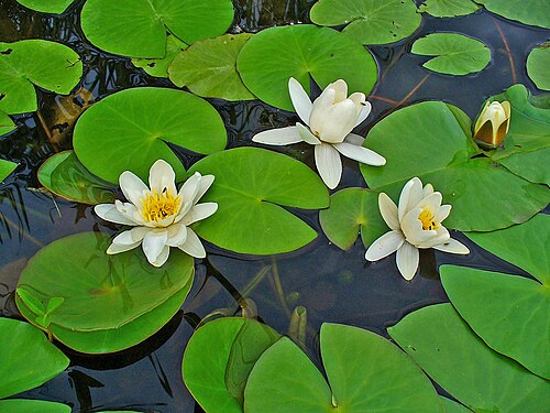 European white waterlily: Nymphaea alba , Nymphaeaceae, European White Waterlily, White Lotus, flowers.
