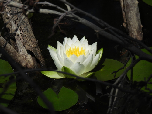 European white waterlily (Nymphaea alba)