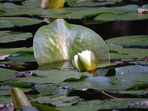 European white waterlily (Nymphaea alba)