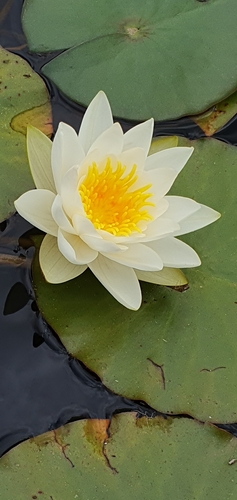 European white waterlily (Nymphaea alba)