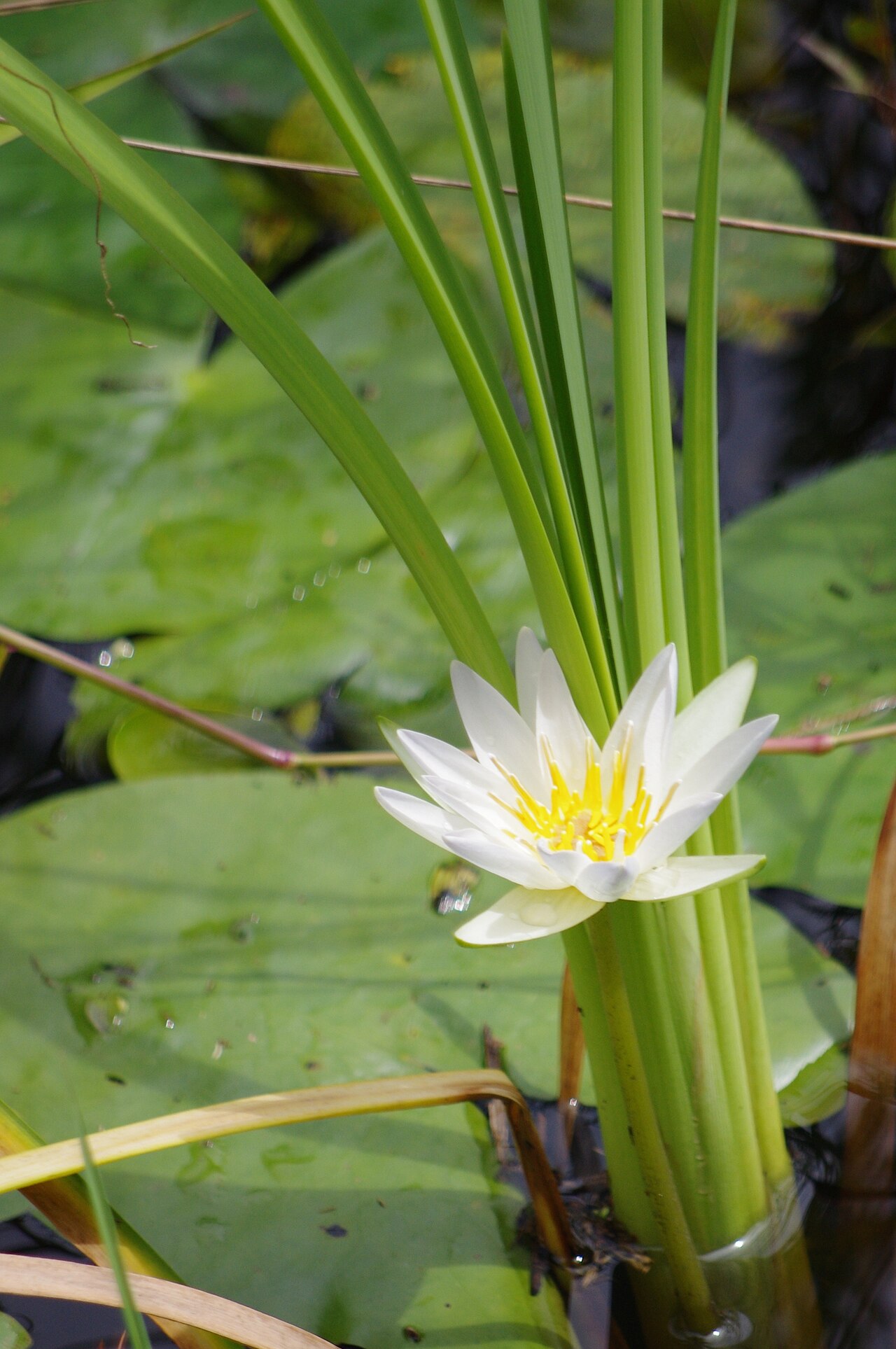 Tropical royalblue waterlily: Nymphaea Elegans