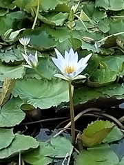 Tropical royalblue waterlily (Nymphaea elegans)