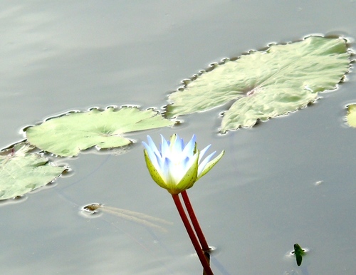 Tropical royalblue waterlily (Nymphaea elegans)